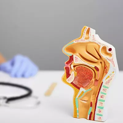 Эндоскопическое исследование ЛОР-органов