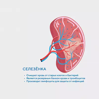 УЗИ селезенки