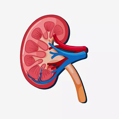 Дуплексное сканирование сосудов почек